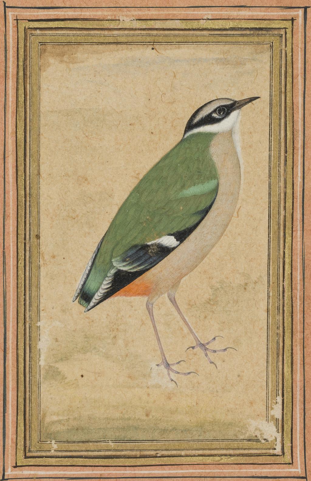 An image of MANSUR, UstadGreen bird (Indian Pitta (Pitta brachyura*) standing facing rightMogul School
