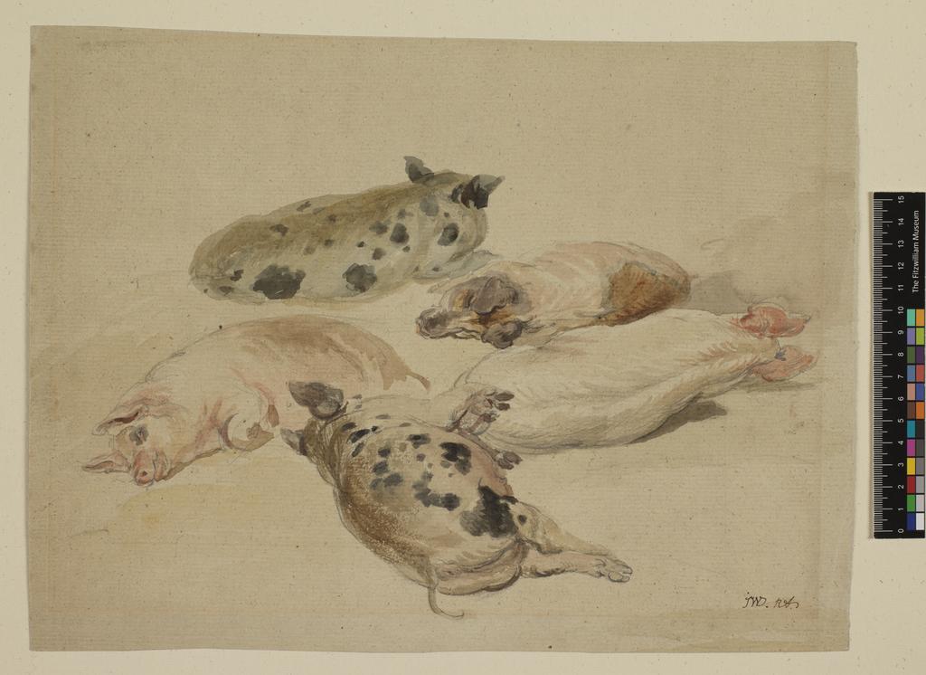 An image of Studies of five pigs, lying down. Ward, James, R.A. (British, 1769-1859). Graphite and watercolour on paper, height 281 mm, width 371 mm.