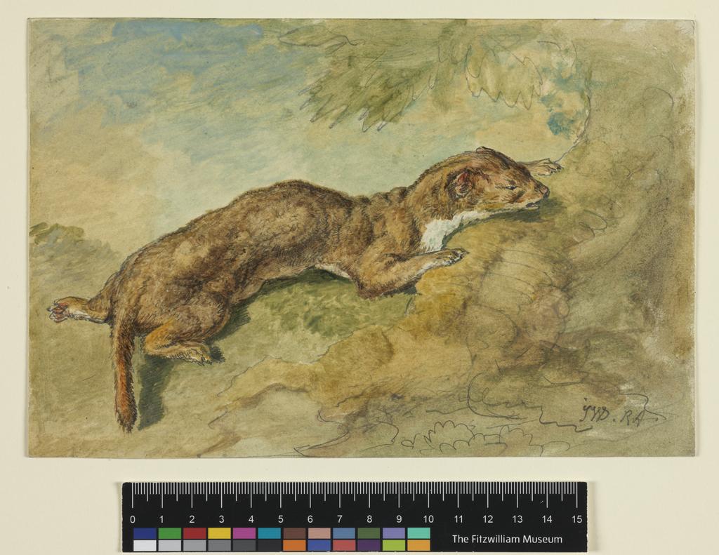 An image of A Weasel. Ward, James (British, 1769-1859). Graphite and watercolour on paper, height 148 mm, width 225 mm.