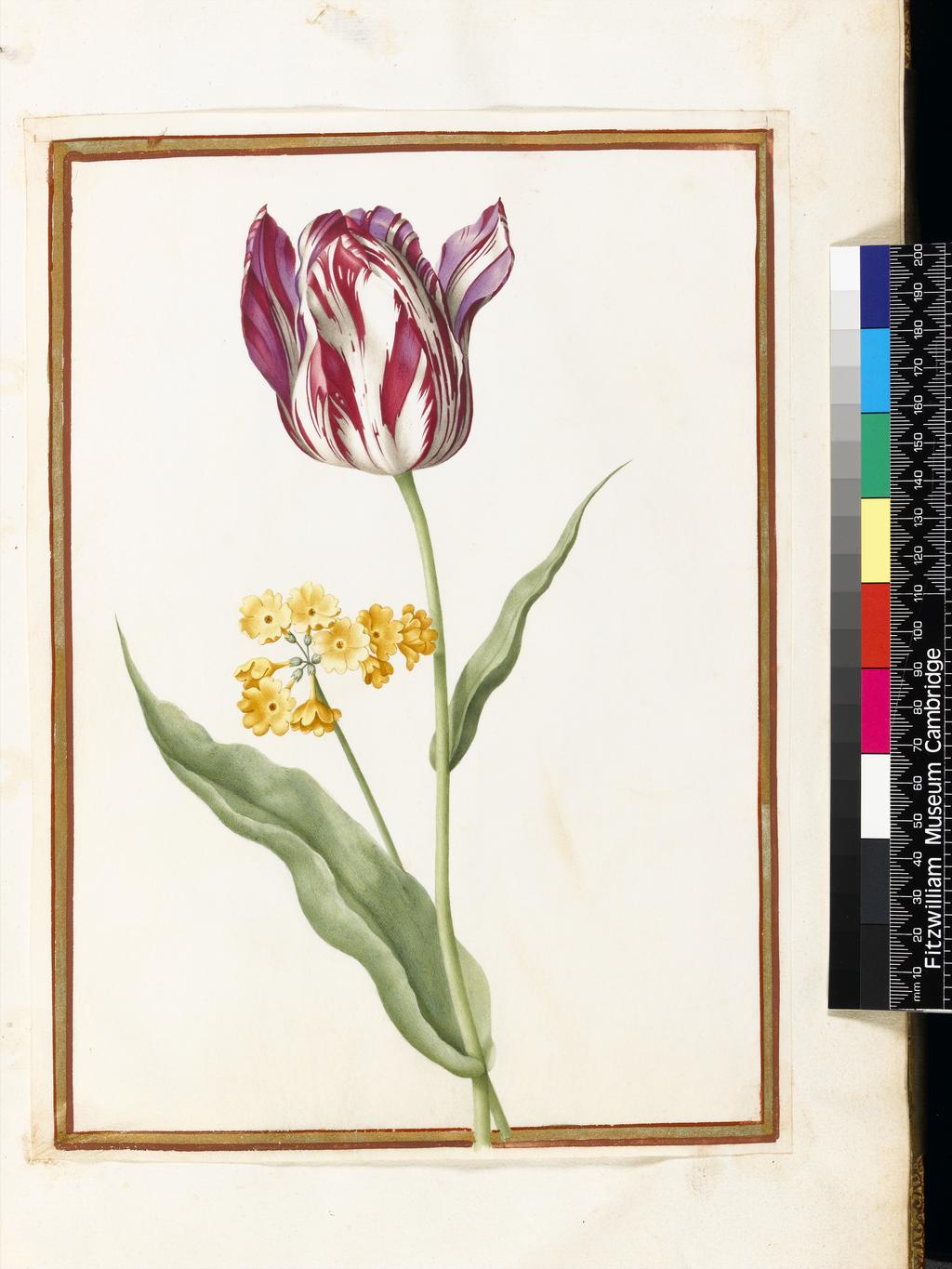 An image of A 'broken' tulip and Primula auricula. Robert, Nicolas attributed to (French, 1614-1685). Graphite, watercolour and bodycolour on vellum, height 278 mm, width 202 mm. Album containing 62 botanical drawings on vellum tipped in on the gilt-edged pages of the album which bear the watermark of an 18th century French paper-maker, Malmenayde of Thiers (active from 1731). Bound in red morocco with clasps, the spine tooled in gilt. The Pages are interleaved with thin protective paper. Ruled lines of red and gold border the drawings on all sides. 17th Century. French.