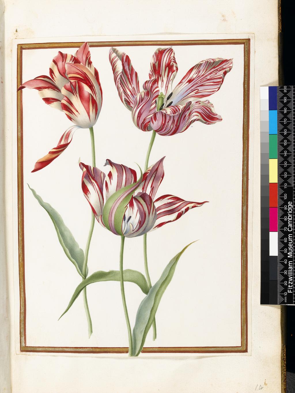 An image of Three 'broken' tulips. Robert, Nicolas attributed to (French, 1614-1685). Graphite, watercolour and bodycolour on vellum, height 300 mm, width 222 mm. Album containing 62 botanical drawings on vellum tipped in on the gilt-edged pages of the album which bear the watermark of an 18th century French paper-maker, Malmenayde of Thiers (active from 1731). Bound in red morocco with clasps, the spine tooled in gilt. The Pages are interleaved with thin protective paper. Ruled lines of red and gold border the drawings on all sides. 17th Century. French.