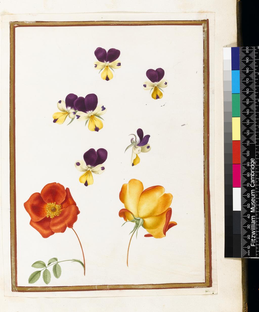 An image of Six heads of pansies, two rosa foetida (Austrian briar). Robert, Nicolas attributed to (French, 1614-1685). Graphite, watercolour and bodycolour on vellum, height 272 mm, width 208 mm. Album containing 62 botanical drawings on vellum tipped in on the gilt-edged pages of the album which bear the watermark of an 18th century French paper-maker, Malmenayde of Thiers (active from 1731). Bound in red morocco with clasps, the spine tooled in gilt. The Pages are interleaved with thin protective paper. Ruled lines of red and gold border the drawings on all sides. 17th Century. French.