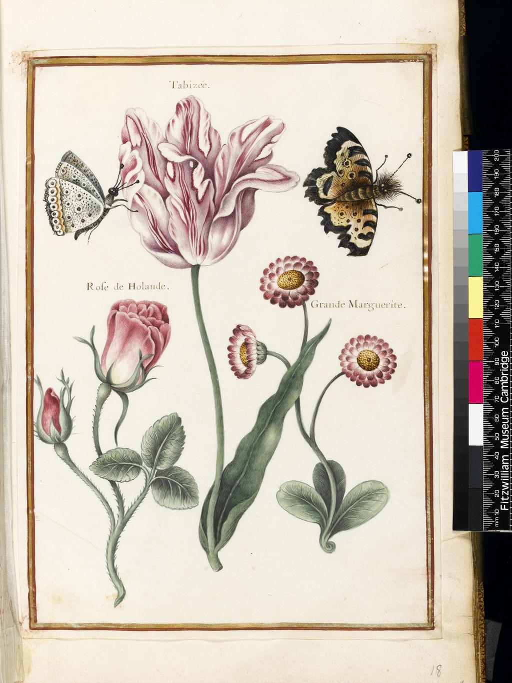 An image of A 'broken' Tulip (Tabizée), Rose of Holland and large daisy and two unidentified butterflies. Robert, Nicolas attributed to (French, 1614-1685). Graphite, Indian ink, watercolour and bodycolour on vellum, height 318 mm, width 225 mm. Album containing 62 botanical drawings on vellum tipped in on the gilt-edged pages of the album which bear the watermark of an 18th century French paper-maker, Malmenayde of Thiers (active from 1731). Bound in red morocco with clasps, the spine tooled in gilt. The Pages are interleaved with thin protective paper. Ruled lines of red and gold border the drawings on all sides. 17th Century. French.