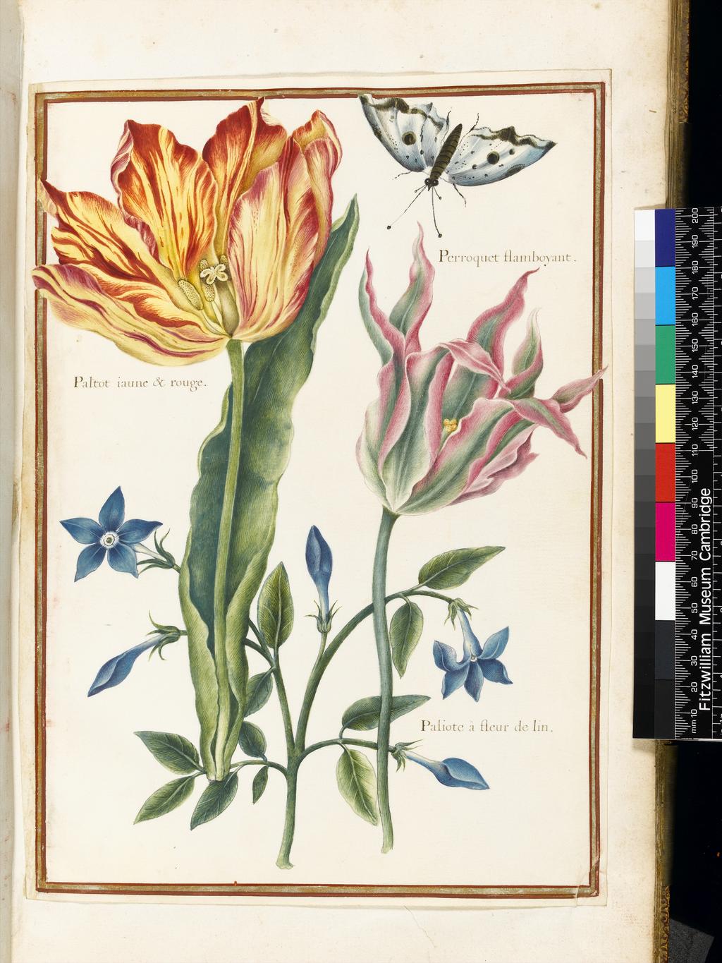 An image of A stylised drawing of two broken tulips and a Periwinkle. Robert, Nicolas attributed to (French, 1614-1685). Graphite, ink, watercolour and bodycolour on vellum, height 322 mm, width 224 mm. Album containing 62 botanical drawings on vellum tipped in on the gilt-edged pages of the album which bear the watermark of an 18th century French paper-maker, Malmenayde of Thiers (active from 1731). Bound in red morocco with clasps, the spine tooled in gilt. The Pages are interleaved with thin protective paper. Ruled lines of red and gold border the drawings on all sides. 17th Century. French.