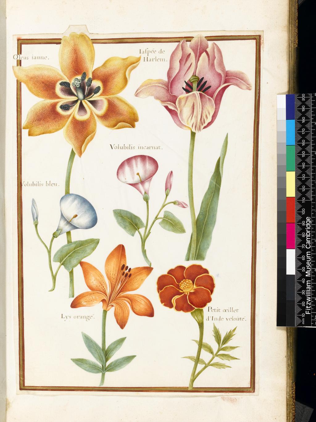 An image of Stylised drawings of two Tulips, two Convolvulus, one Lily, (Lilium bulbiferum), and one French Marigold. Robert, Nicolas attributed to (French, 1614-1685). Graphite, watercolour and bodycolour on vellum, height 320 mm, width 214 mm. Album containing 62 botanical drawings on vellum tipped in on the gilt-edged pages of the album which bear the watermark of an 18th century French paper-maker, Malmenayde of Thiers (active from 1731). Bound in red morocco with clasps, the spine tooled in gilt. The Pages are interleaved with thin protective paper. Ruled lines of red and gold border the drawings on all sides. 17th Century. French.