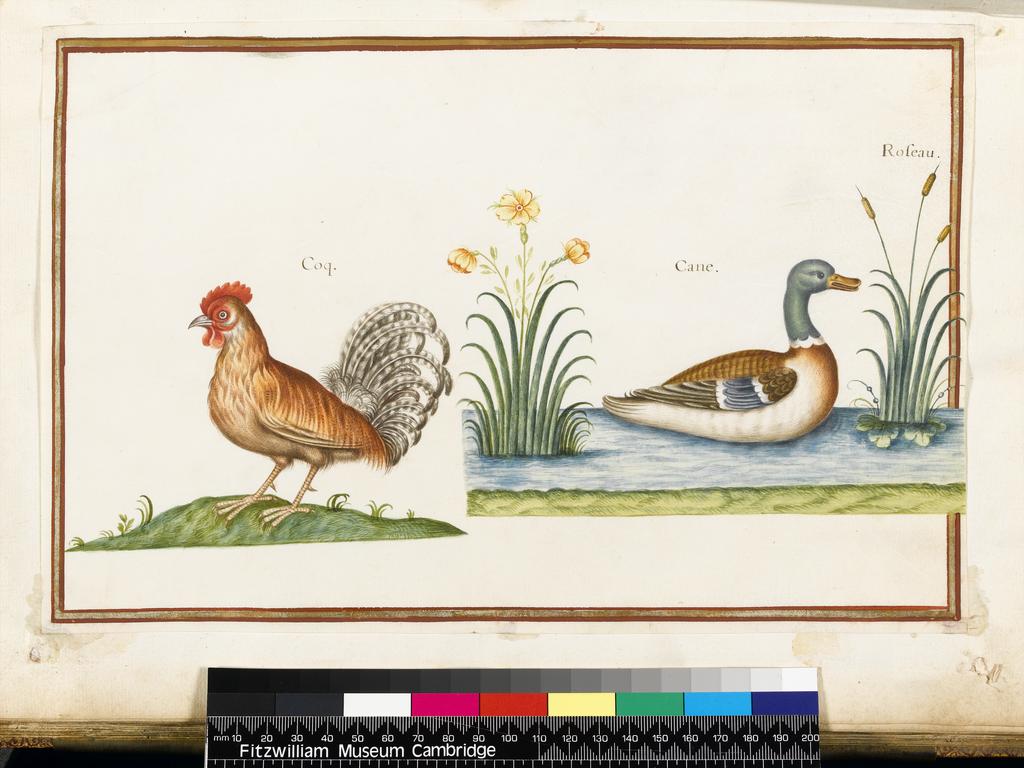 An image of A Cockerel, a Muscovy (?) Drake on water with Bullrushes. Robert, Nicolas attributed to (French, 1614-1685). Watercolour and bodycolour on vellum, the drawing interrupts the border lines, right, height 203 mm, width 308 mm. Album containing 62 botanical drawings on vellum tipped in on the gilt-edged pages of the album which bear the watermark of an 18th century French paper-maker, Malmenayde of Thiers (active from 1731). Bound in red morocco with clasps, the spine tooled in gilt. The Pages are interleaved with thin protective paper. Ruled lines of red and gold border the drawings on all sides. 17th Century. French.