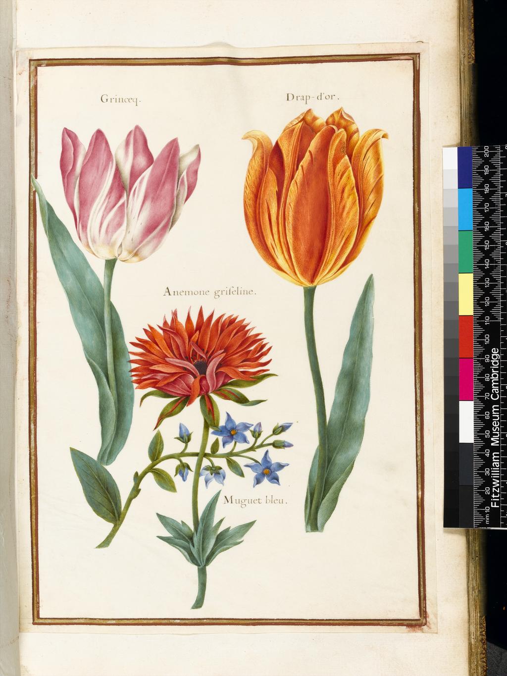 An image of Two 'broken' tulips and an Anemone. Robert, Nicolas attributed to (French, 1614-1685). Graphite, watercolour and bodycolour on vellum, height 314 mm, width 224 mm. Album containing 62 botanical drawings on vellum tipped in on the gilt-edged pages of the album which bear the watermark of an 18th century French paper-maker, Malmenayde of Thiers (active from 1731). Bound in red morocco with clasps, the spine tooled in gilt. The Pages are interleaved with thin protective paper. Ruled lines of red and gold border the drawings on all sides. 17th Century. French.