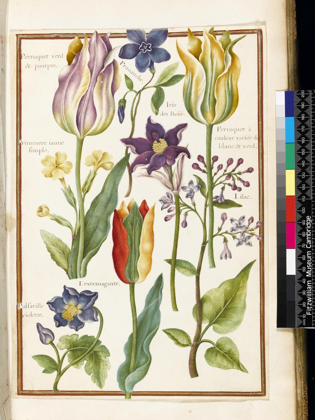 An image of Stylized drawings of various flowers (assigned title). Robert, Nicolas attributed to (French, 1614-1685). Graphite, watercolour and bodycolour on vellum, height 321 mm, width 222 mm. Album containing 62 botanical drawings on vellum tipped in on the gilt-edged pages of the album which bear the watermark of an 18th century French paper-maker, Malmenayde of Thiers (active from 1731). Bound in red morocco with clasps, the spine tooled in gilt. The Pages are interleaved with thin protective paper. Ruled lines of red and gold border the drawings on all sides. 17th Century. French.