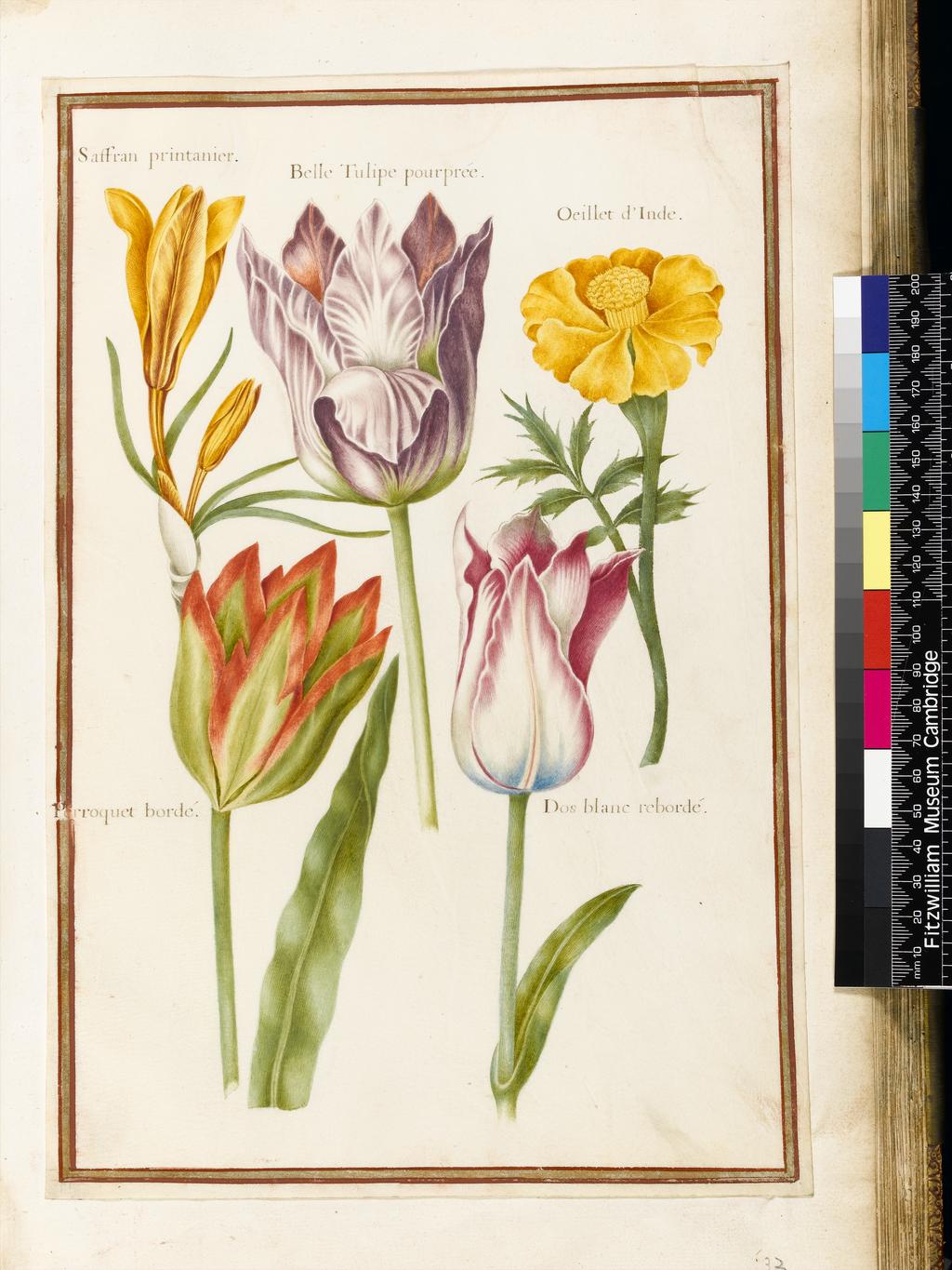An image of Flower studies (assigned title). Robert, Nicolas attributed to (French, 1614-1685). Graphite, watercolour and bodycolour on vellum, height 322 mm, width 219 mm. Album containing 62 botanical drawings on vellum tipped in on the gilt-edged pages of the album which bear the watermark of an 18th century French paper-maker, Malmenayde of Thiers (active from 1731). Bound in red morocco with clasps, the spine tooled in gilt. The Pages are interleaved with thin protective paper. Ruled lines of red and gold border the drawings on all sides. 17th Century. French.