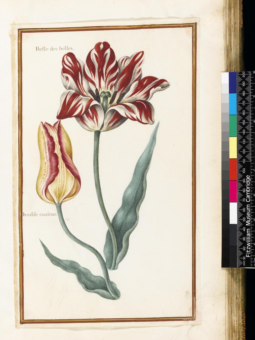An image of Two varieties of 'broken' Tulips. Robert, Nicolas attributed to (French, 1614-1685). Graphite, watercolour and bodycolour on vellum, height 320 mm, width 195 mm. Album containing 62 botanical drawings on vellum tipped in on the gilt-edged pages of the album which bear the watermark of an 18th century French paper-maker, Malmenayde of Thiers (active from 1731). Bound in red morocco with clasps, the spine tooled in gilt. The Pages are interleaved with thin protective paper. Ruled lines of red and gold border the drawings on all sides. 17th Century. French.