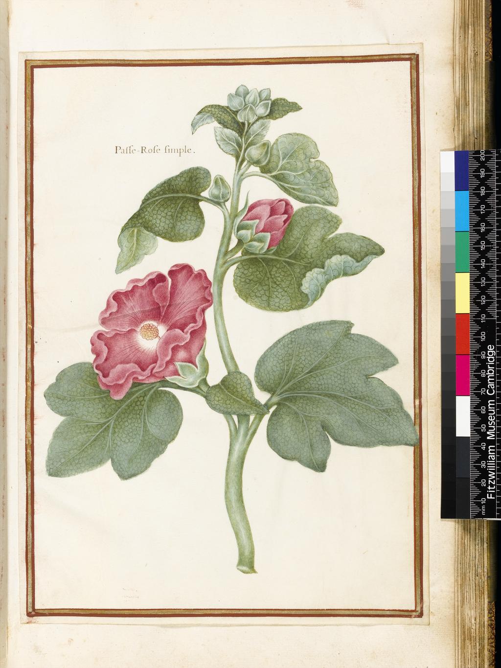 An image of Stylized study of Althaea rosea (Hollyhock) (assigned title). Robert, Nicolas attributed to (French, 1614-1685). Watercolour and bodycolour on vellum, height 322 mm, width 227 mm. Album containing 62 botanical drawings on vellum tipped in on the gilt-edged pages of the album which bear the watermark of an 18th century French paper-maker, Malmenayde of Thiers (active from 1731). Bound in red morocco with clasps, the spine tooled in gilt. The Pages are interleaved with thin protective paper. Ruled lines of red and gold border the drawings on all sides. 17th Century. French.