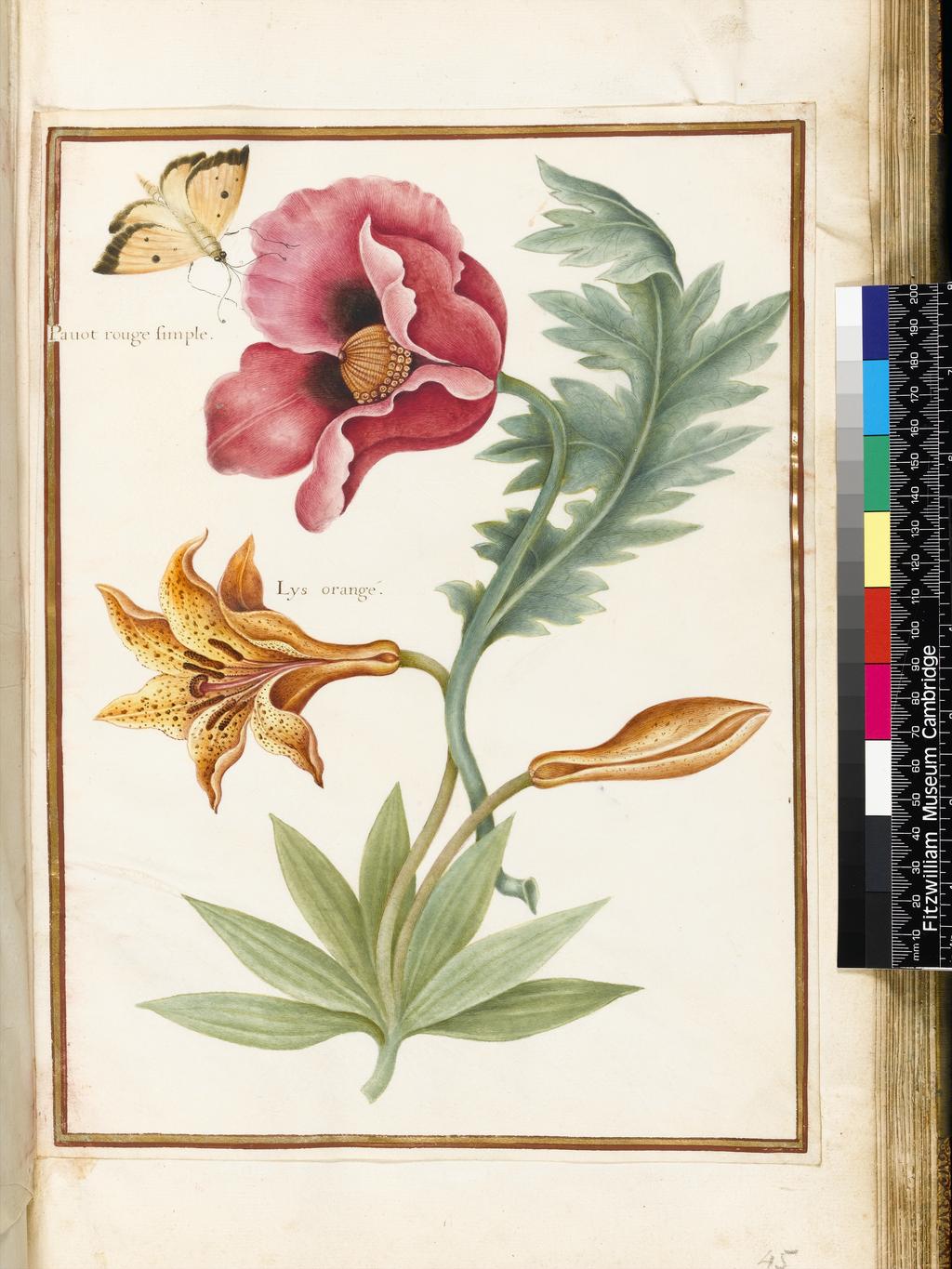 An image of Stylized study of Papaver Somniferum (Opium poppy) and Lilium and a moth. Robert, Nicolas attributed to (French, 1614-1685). Watercolour and bodycolour on vellum, height 317 mm, width 234 mm. Album containing 62 botanical drawings on vellum tipped in on the gilt-edged pages of the album which bear the watermark of an 18th century French paper-maker, Malmenayde of Thiers (active from 1731). Bound in red morocco with clasps, the spine tooled in gilt. The Pages are interleaved with thin protective paper. Ruled lines of red and gold border the drawings on all sides. 17th Century.