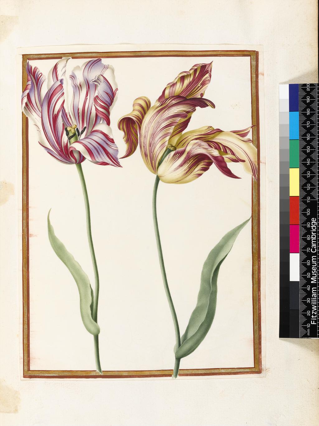 An image of Two 'broken' Tulips. Robert, Nicolas attributed to (French, 1614-1685). Watercolour and bodycolour on vellum, height 267 mm, width 198 mm. Album containing 62 botanical drawings on vellum tipped in on the gilt-edged pages of the album which bear the watermark of an 18th century French paper-maker, Malmenayde of Thiers (active from 1731). Bound in red morocco with clasps, the spine tooled in gilt. The Pages are interleaved with thin protective paper. Ruled lines of red and gold border the drawings on all sides. 17th Century. French.