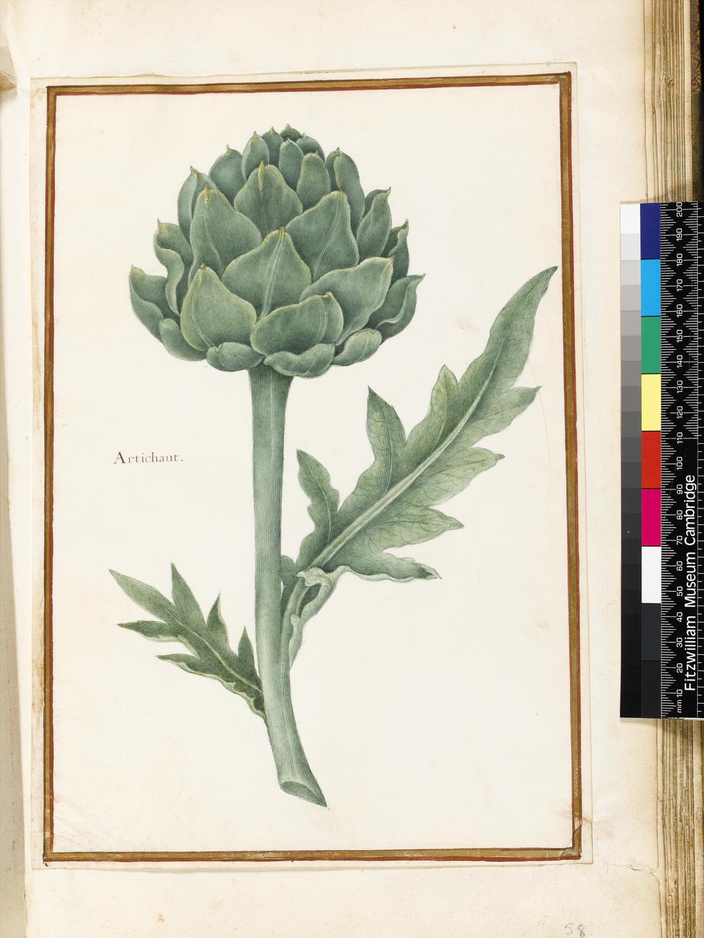 An image of Artichoke. Robert, Nicolas attributed to (French, 1614-1685). Watercolour on vellum, height 320 mm, width 224 mm. Album containing 62 botanical drawings on vellum tipped in on the gilt-edged pages of the album which bear the watermark of an 18th century French paper-maker, Malmenayde of Thiers (active from 1731). Bound in red morocco with clasps, the spine tooled in gilt. The Pages are interleaved with thin protective paper. Ruled lines of red and gold border the drawings on all sides. 17th Century. French.