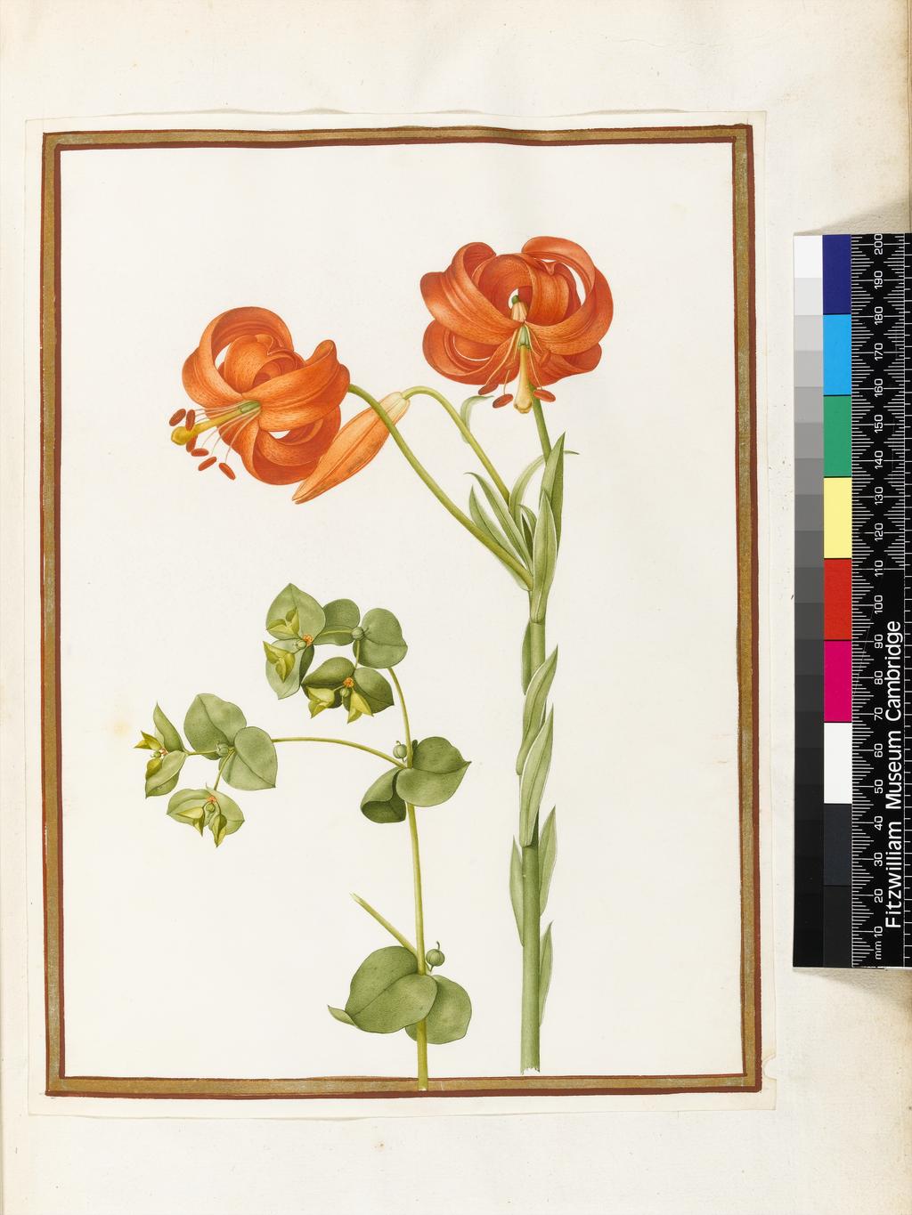 An image of To left, Spurge, to Right, Lilium chalcedonicum. Robert, Nicolas attributed to (French, 1614-1685). Watercolour and bodycolour on vellum, height 277 mm, width 208 mm. Album containing 62 botanical drawings on vellum tipped in on the gilt-edged pages of the album which bear the watermark of an 18th century French paper-maker, Malmenayde of Thiers (active from 1731). Bound in red morocco with clasps, the spine tooled in gilt. The Pages are interleaved with thin protective paper. Ruled lines of red and gold border the drawings on all sides. 17th Century. French.