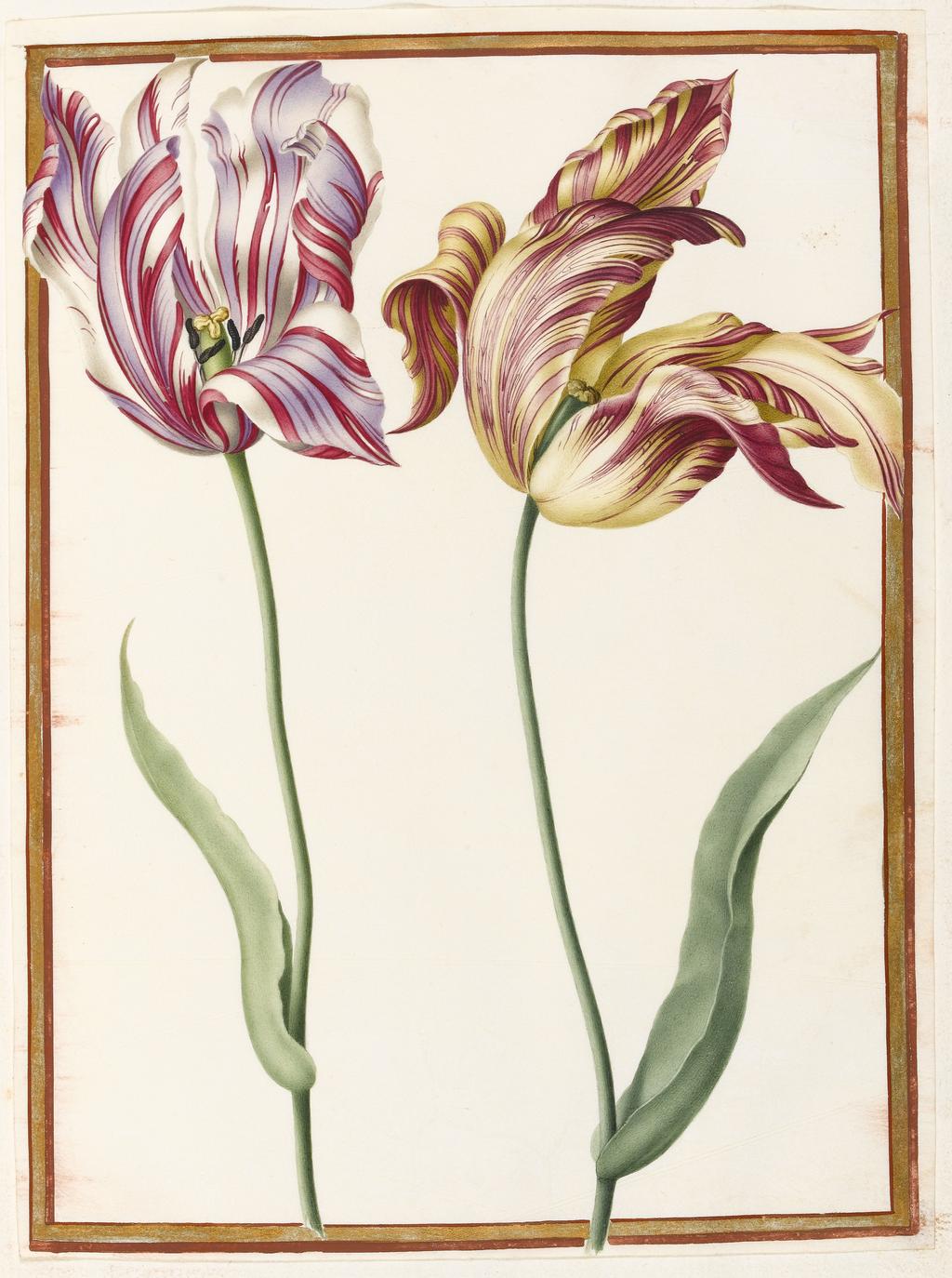 An image of Two 'broken' Tulips. Robert, Nicolas attributed to (French, 1614-1685). Watercolour and bodycolour on vellum, height 267 mm, width 198 mm. Album containing 62 botanical drawings on vellum tipped in on the gilt-edged pages of the album which bear the watermark of an 18th century French paper-maker, Malmenayde of Thiers (active from 1731). Bound in red morocco with clasps, the spine tooled in gilt. The Pages are interleaved with thin protective paper. Ruled lines of red and gold border the drawings on all sides. 17th Century. French.