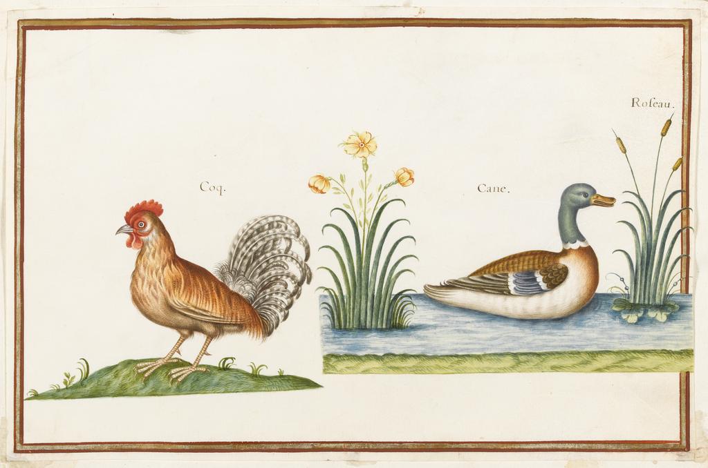 An image of A Cockerel, a Muscovy (?) Drake on water with Bullrushes. Robert, Nicolas attributed to (French, 1614-1685). Watercolour and bodycolour on vellum, the drawing interrupts the border lines, right, height 203 mm, width 308 mm. Album containing 62 botanical drawings on vellum tipped in on the gilt-edged pages of the album which bear the watermark of an 18th century French paper-maker, Malmenayde of Thiers (active from 1731). Bound in red morocco with clasps, the spine tooled in gilt. The Pages are interleaved with thin protective paper. Ruled lines of red and gold border the drawings on all sides. 17th Century. French.