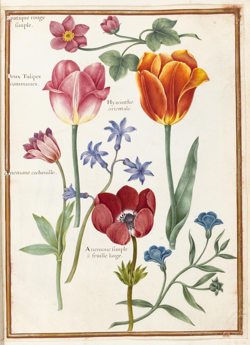 An image of Flower study (assigned title). Robert, Nicolas attributed to (French, 1614-1685). Watercolour and bodycolour on vellum, height 313 mm, width 231 mm. Album containing 62 botanical drawings on vellum tipped in on the gilt-edged pages of the album which bear the watermark of an 18th century French paper-maker, Malmenayde of Thiers (active from 1731). Bound in red morocco with clasps, the spine tooled in gilt. The Pages are interleaved with thin protective paper. Ruled lines of red and gold border the drawings on all sides. 17th Century. French.