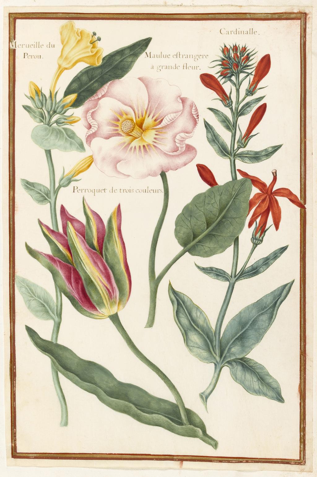 An image of Flower study (assigned title). Robert, Nicolas attributed to (French, 1614-1685). Watercolour and bodycolour on vellum, height 321 mm, width 211 mm. Album containing 62 botanical drawings on vellum tipped in on the gilt-edged pages of the album which bear the watermark of an 18th century French paper-maker, Malmenayde of Thiers (active from 1731). Bound in red morocco with clasps, the spine tooled in gilt. The Pages are interleaved with thin protective paper. Ruled lines of red and gold border the drawings on all sides. 17th Century. French.