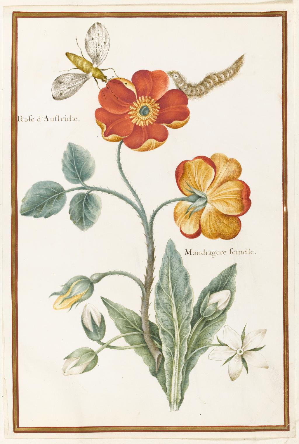 An image of Austrian briar rose, Mandragora (Mandiate). Robert, Nicolas attributed to (French, 1614-1685). Watercolour and bodycolour on vellum, height 319 mm, width 215 mm. Album containing 62 botanical drawings on vellum tipped in on the gilt-edged pages of the album which bear the watermark of an 18th century French paper-maker, Malmenayde of Thiers (active from 1731). Bound in red morocco with clasps, the spine tooled in gilt. The Pages are interleaved with thin protective paper. Ruled lines of red and gold border the drawings on all sides. 17th Century. French.