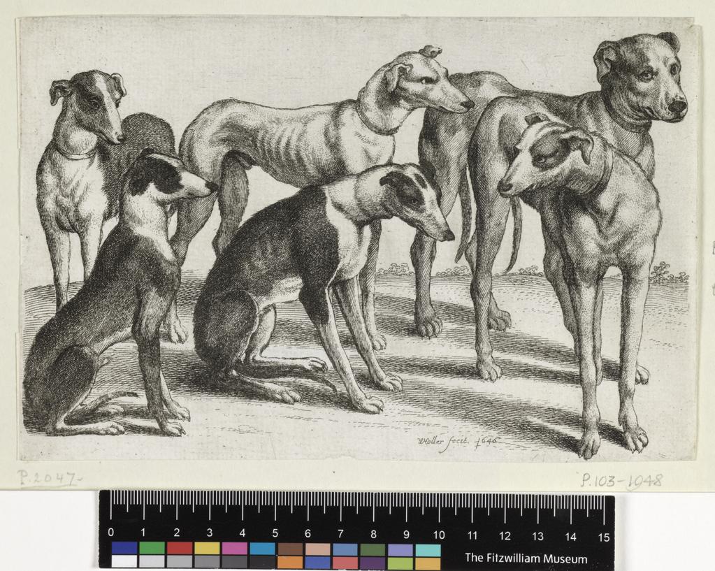 An image of Six hounds. Hounds, hunting equipment and game. Hollar, Wenceslaus (Czech, 1607-1677). Etching, 1646. Bohemian. Alternative Number(s): New Hollstein (German); 888. Pennington; 2047. Lugt; 1419. Lugt; 1134. Lugt; 2816a.