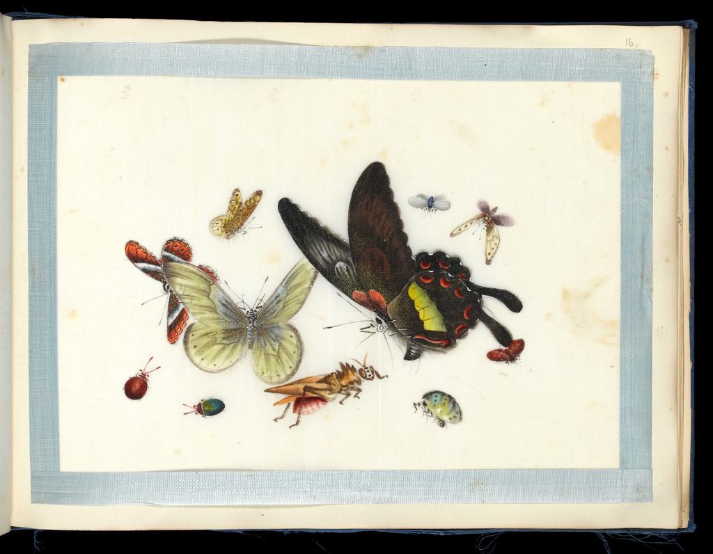 An image of Album of assorted subjects. Unknown maker. Album containing 46 watercolours on pith paper. Production Place: Guangzhou, Historically known as Canton. Height 260 mm, width 355 mm, 19th century. Chinese.