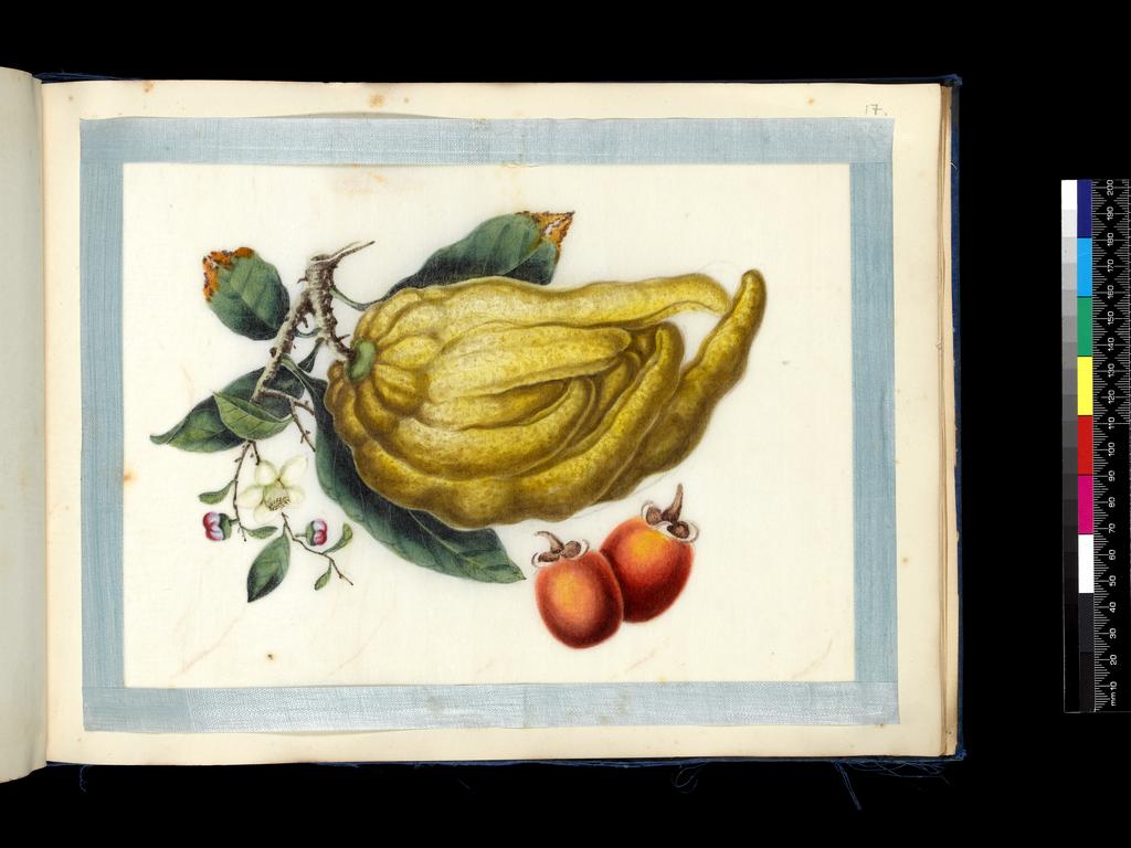 An image of Album of assorted subjects. Unknown maker. Album containing 46 watercolours on pith paper. Production Place: Guangzhou, Historically known as Canton. Height 260 mm, width 355 mm, 19th century. Chinese.