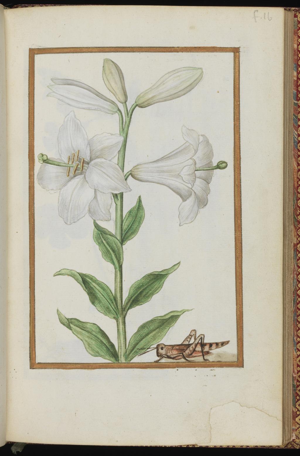 An image of Lilium candidum. Madonna Lily with a cicada. Album containing a dedicatory sonnet and 48 drawings. Pinet, Antoine du (French, op. c. 1584). Each of the drawings is framed by a border of gold paint of varying size according to the depth of the painted area. The drawings on white laid paper, watermarked with a bunch of grapes are bound into an album with a contemporary gold-tooled limp vellum cover bearing the arms, recto and verso of Louise of Lorraine (1553-1601). This, in turn, is bound into an eighteenth century French red morocco gilt binding. The spine is lettered in gold (see 'inscriptions/marks'). Each of the drawings is framed by a border of gold paint of varying size according to the depth of the painted area. Blank ff not detailed elsewhere. Height, sheet size, 204 mm, width, sheet size, 139 mm.