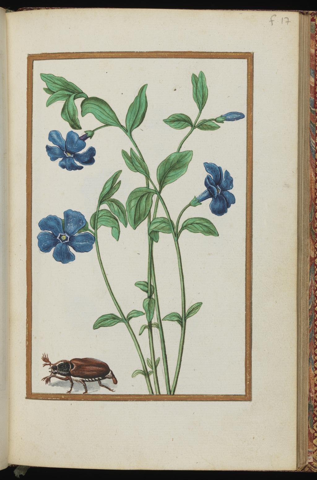 An image of Vinca major. Periwinkle with a beetle. Album containing a dedicatory sonnet and 48 drawings. Pinet, Antoine du (French, op. c. 1584). Each of the drawings is framed by a border of gold paint of varying size according to the depth of the painted area. The drawings on white laid paper, watermarked with a bunch of grapes are bound into an album with a contemporary gold-tooled limp vellum cover bearing the arms, recto and verso of Louise of Lorraine (1553-1601). This, in turn, is bound into an eighteenth century French red morocco gilt binding. The spine is lettered in gold (see 'inscriptions/marks'). Each of the drawings is framed by a border of gold paint of varying size according to the depth of the painted area. Blank ff not detailed elsewhere. Height, sheet size, 204 mm, width, sheet size, 139 mm.