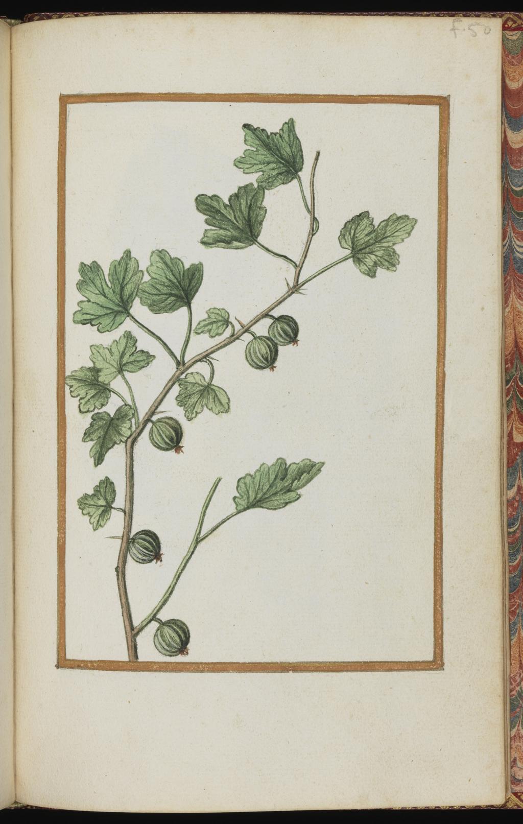 An image of Gooseberry. Album containing a dedicatory sonnet and 48 drawings. Pinet, Antoine du (French, op. c. 1584). Each of the drawings is framed by a border of gold paint of varying size according to the depth of the painted area. The drawings on white laid paper, watermarked with a bunch of grapes are bound into an album with a contemporary gold-tooled limp vellum cover bearing the arms, recto and verso of Louise of Lorraine (1553-1601). This, in turn, is bound into an eighteenth century French red morocco gilt binding. The spine is lettered in gold (see 'inscriptions/marks'). Each of the drawings is framed by a border of gold paint of varying size according to the depth of the painted area. Blank ff not detailed elsewhere. Height, sheet size, 204 mm, width, sheet size, 139 mm.