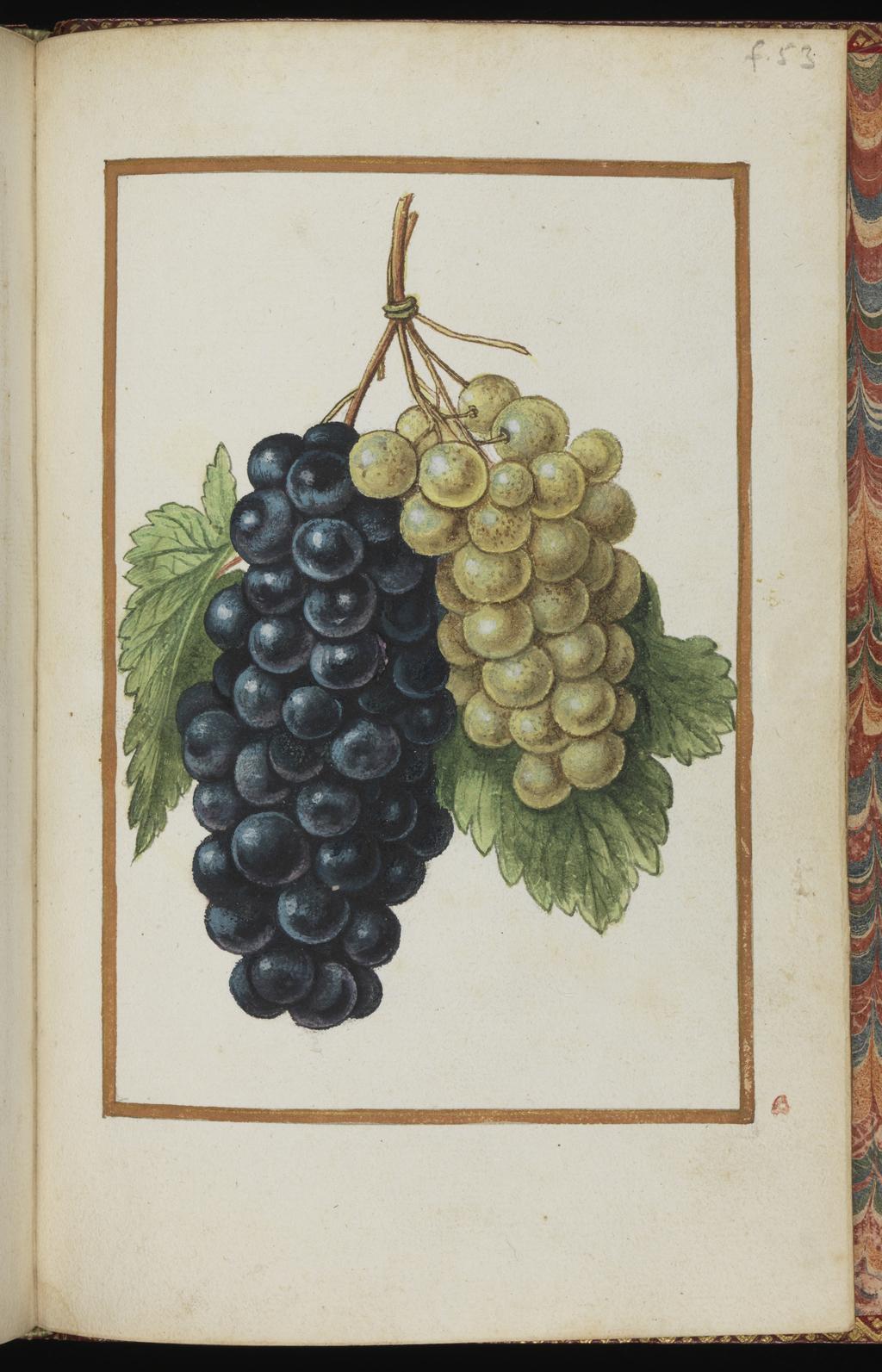 An image of Grapes. Album containing a dedicatory sonnet and 48 drawings. Pinet, Antoine du (French, op. c. 1584). Each of the drawings is framed by a border of gold paint of varying size according to the depth of the painted area. The drawings on white laid paper, watermarked with a bunch of grapes are bound into an album with a contemporary gold-tooled limp vellum cover bearing the arms, recto and verso of Louise of Lorraine (1553-1601). This, in turn, is bound into an eighteenth century French red morocco gilt binding. The spine is lettered in gold (see 'inscriptions/marks'). Each of the drawings is framed by a border of gold paint of varying size according to the depth of the painted area. Blank ff not detailed elsewhere. Height, sheet size, 204 mm, width, sheet size, 139 mm.