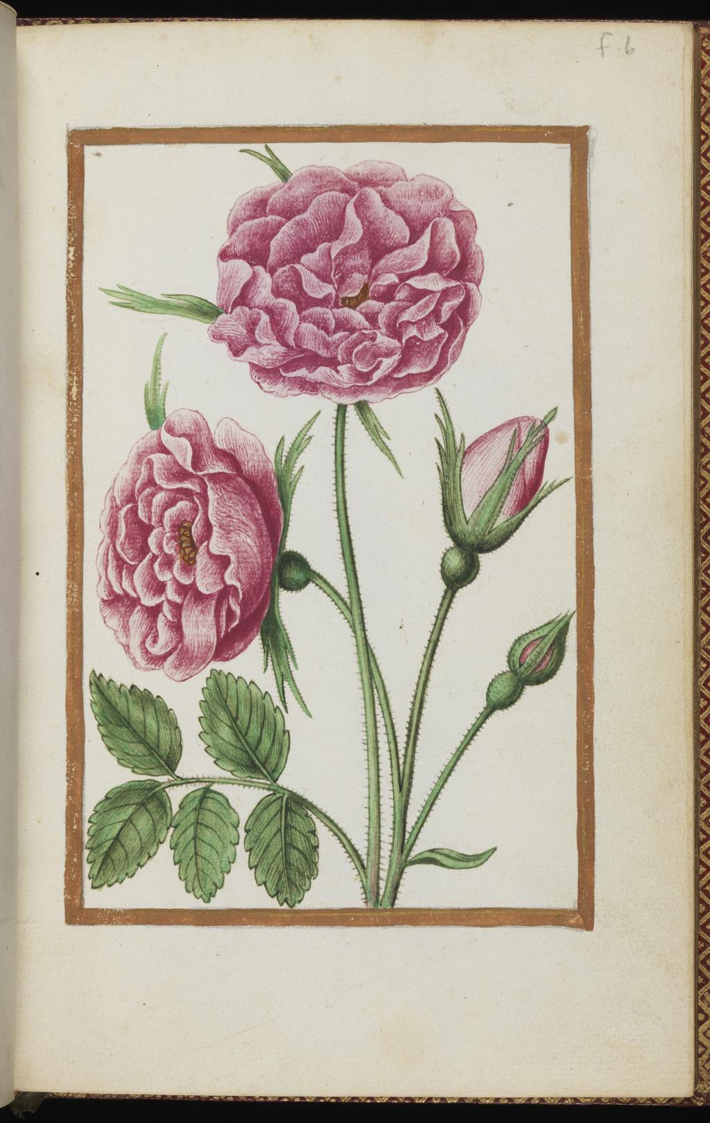 An image of Rosa Austriaca [?] Austrian[?] Rose. Album containing a dedicatory sonnet and 48 drawings. Pinet, Antoine du (French, op. c. 1584). Each of the drawings is framed by a border of gold paint of varying size according to the depth of the painted area. The drawings on white laid paper, watermarked with a bunch of grapes are bound into an album with a contemporary gold-tooled limp vellum cover bearing the arms, recto and verso of Louise of Lorraine (1553-1601). This, in turn, is bound into an eighteenth century French red morocco gilt binding. The spine is lettered in gold (see 'inscriptions/marks'). Each of the drawings is framed by a border of gold paint of varying size according to the depth of the painted area. Blank ff not detailed elsewhere. Height, sheet size, 204 mm, width, sheet size, 139 mm.